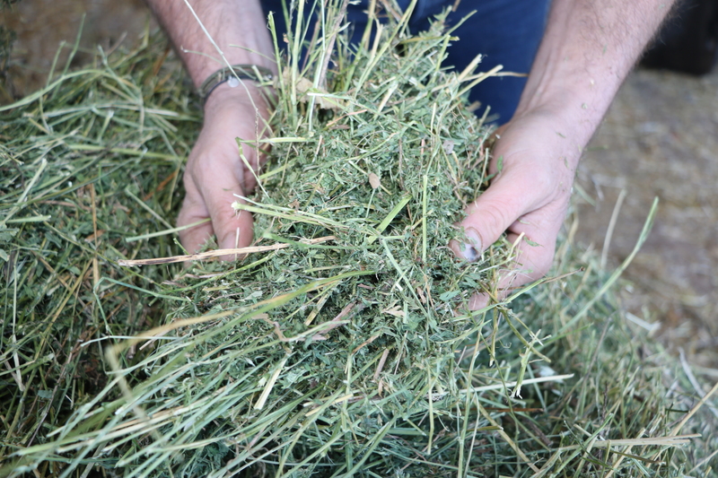 Foin de Légumineuses